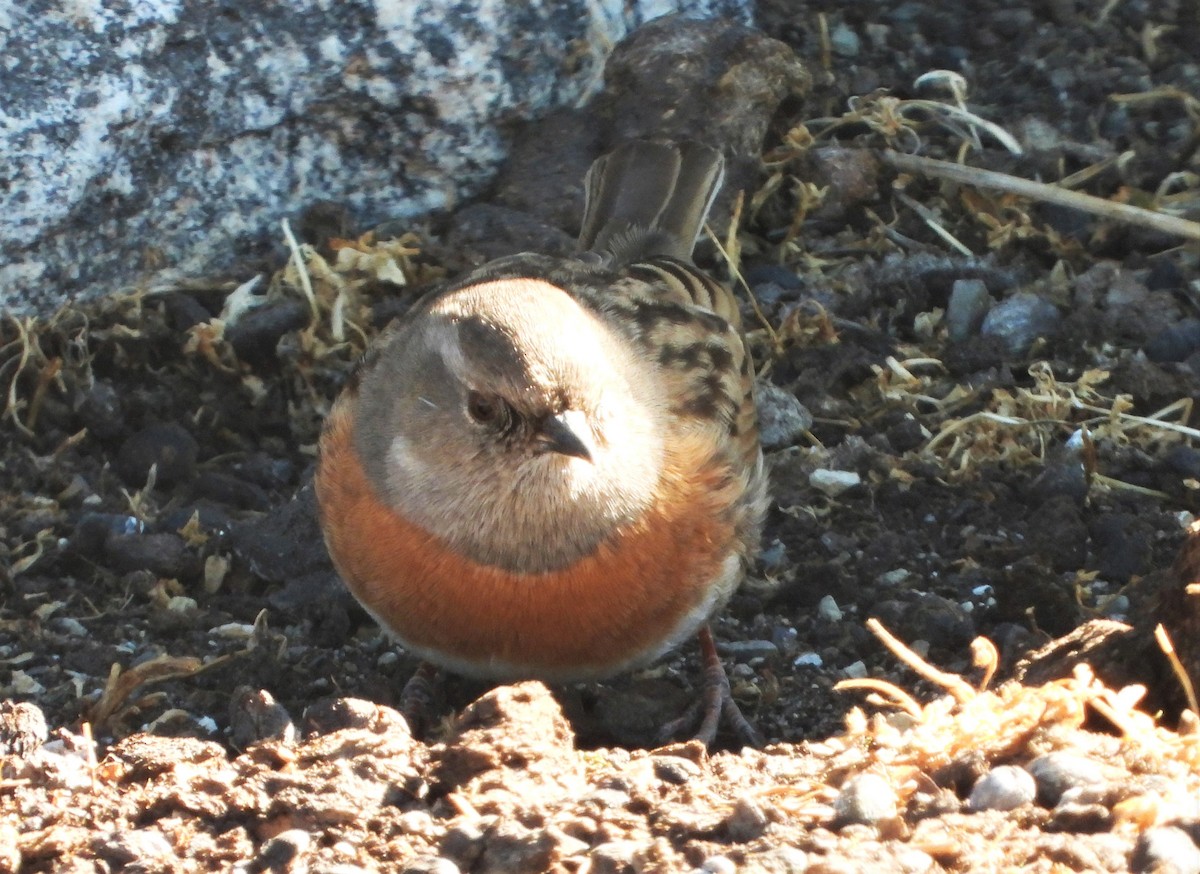 Robin Accentor - dhanapal kondasamy