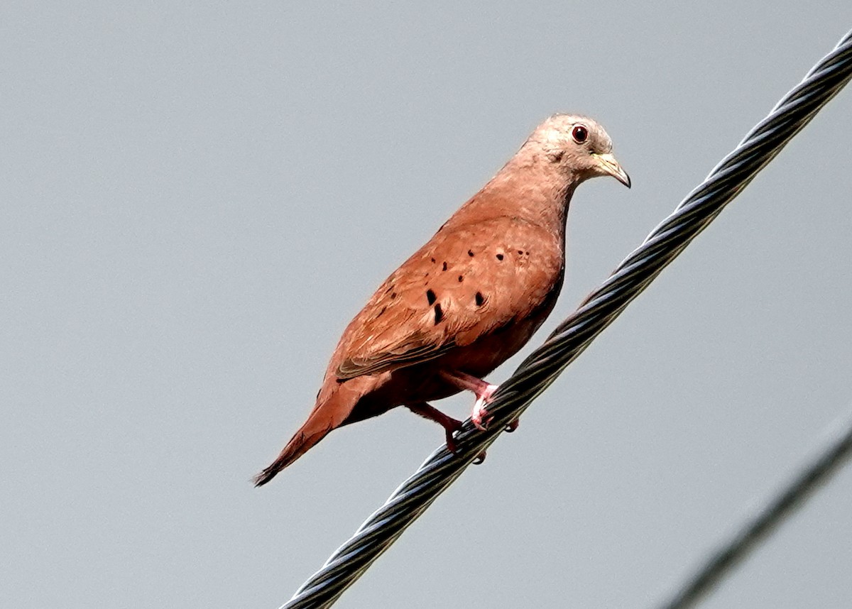 Ruddy Ground Dove - ML425401931