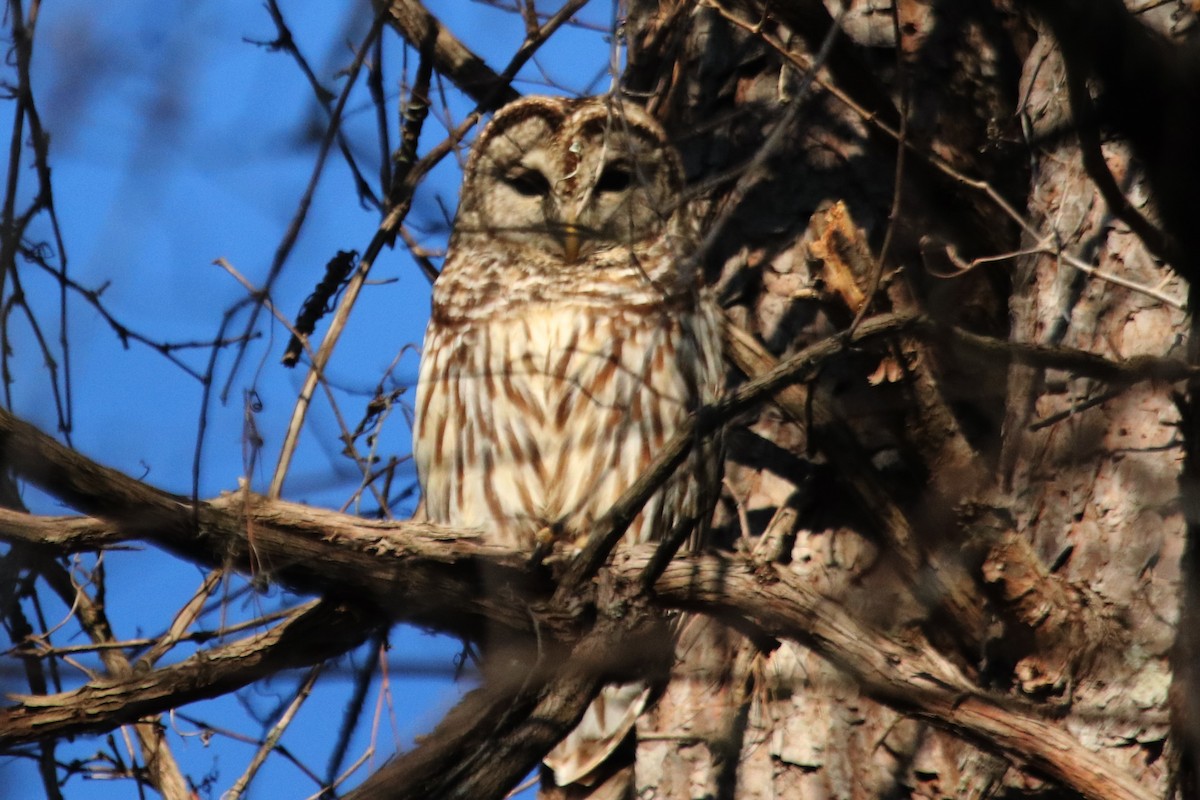 Barred Owl - ML425405011