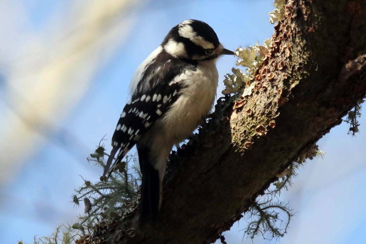 Downy Woodpecker - ML425405041