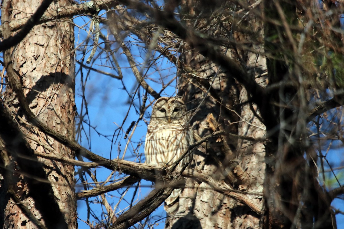 Barred Owl - ML425405211