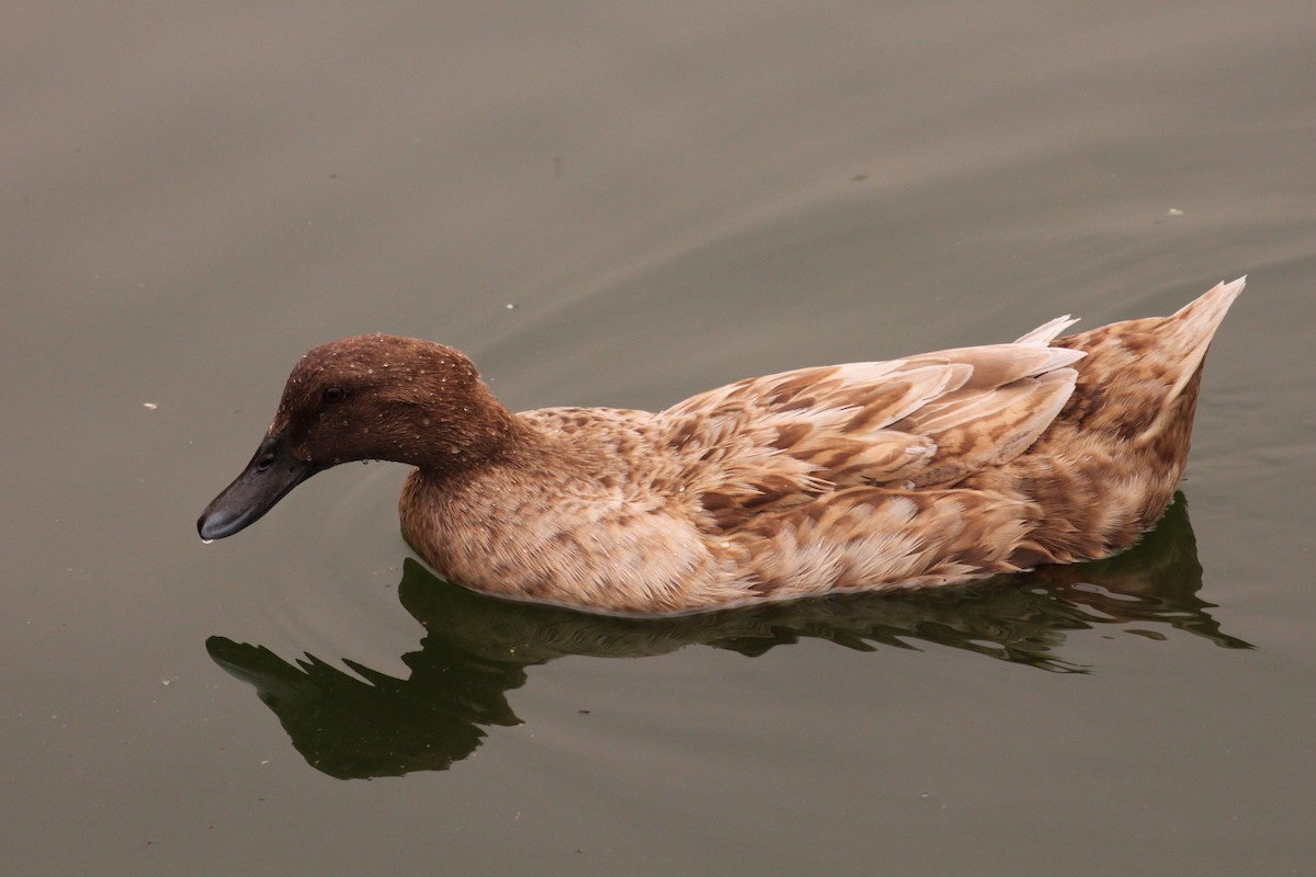 Mallard (Domestic type) - Javier Gordillo Otero