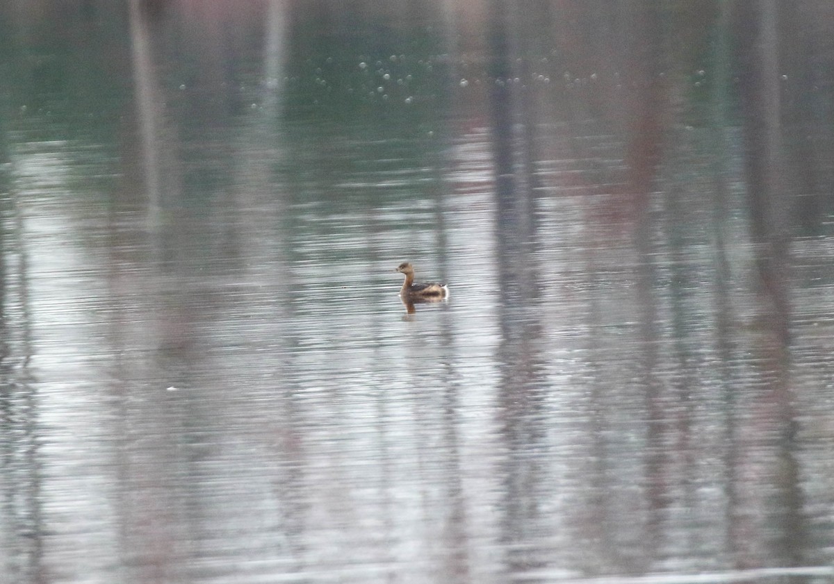 Pied-billed Grebe - ML425408201