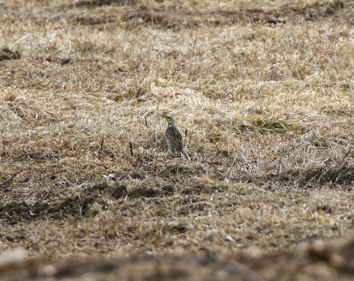 Eastern Meadowlark - Christopher McPherson