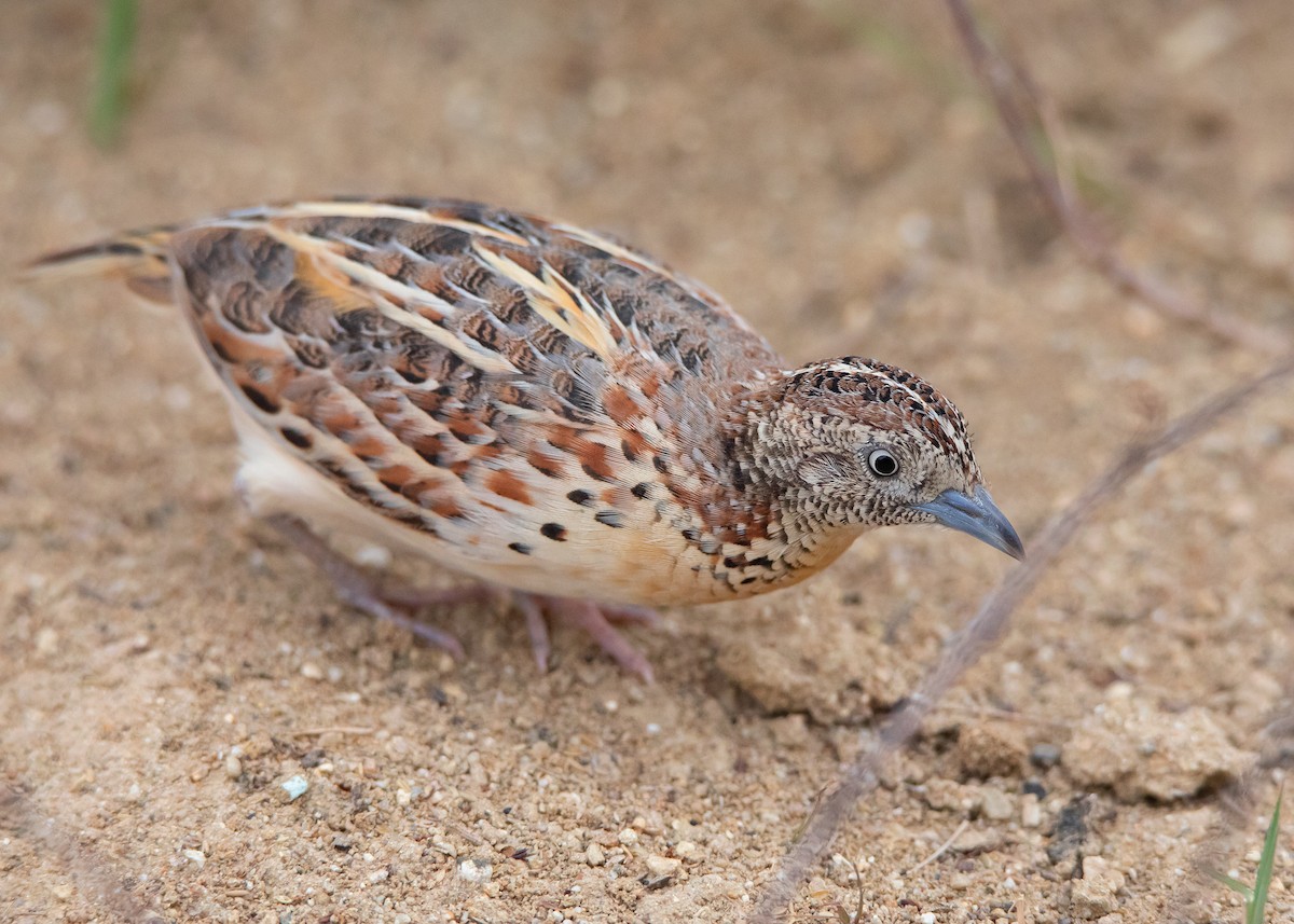 Small Buttonquail - Ayuwat Jearwattanakanok