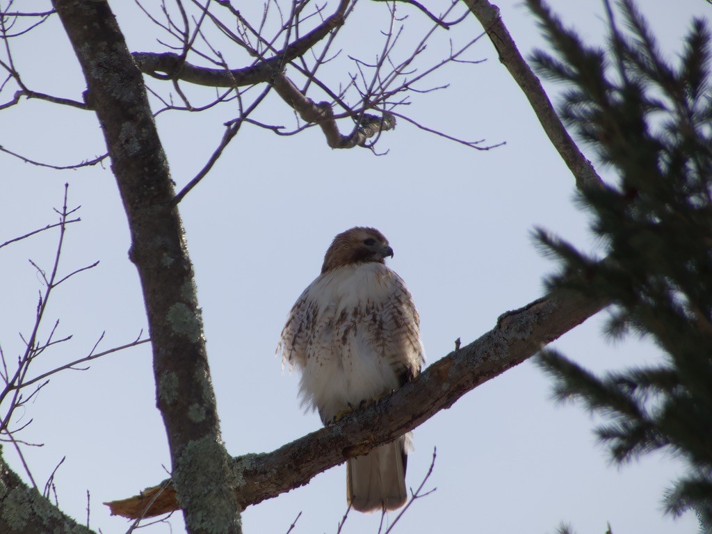 Red-tailed Hawk - ML425410311