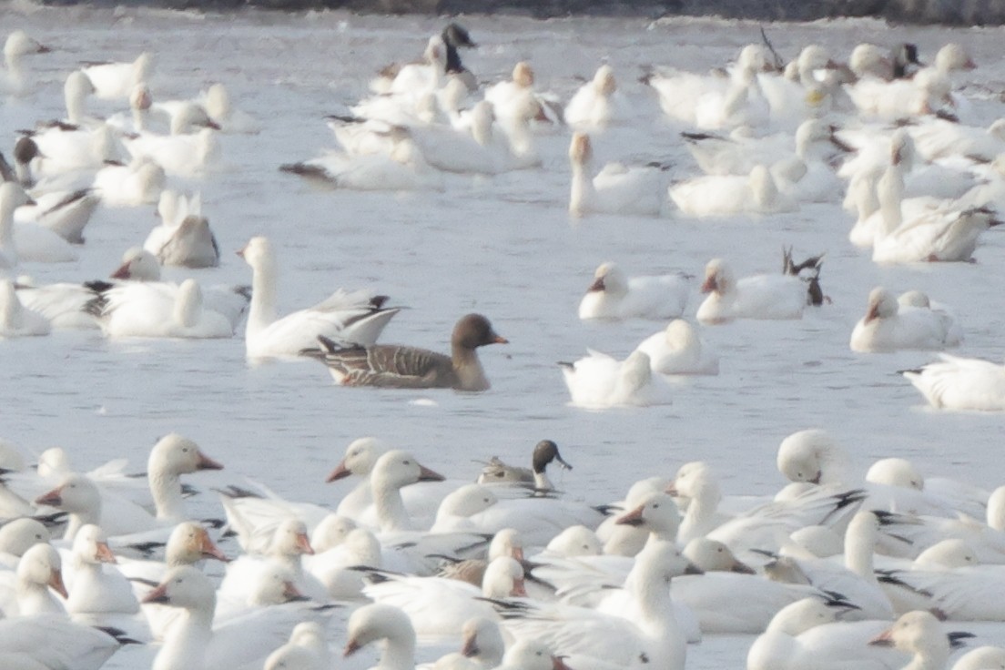 Tundra Bean-Goose - Tim Lenz