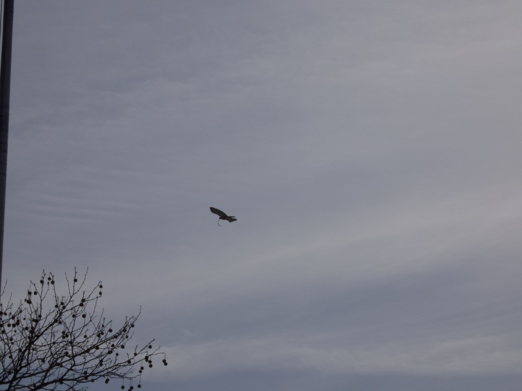 Red-tailed Hawk - ML425410391