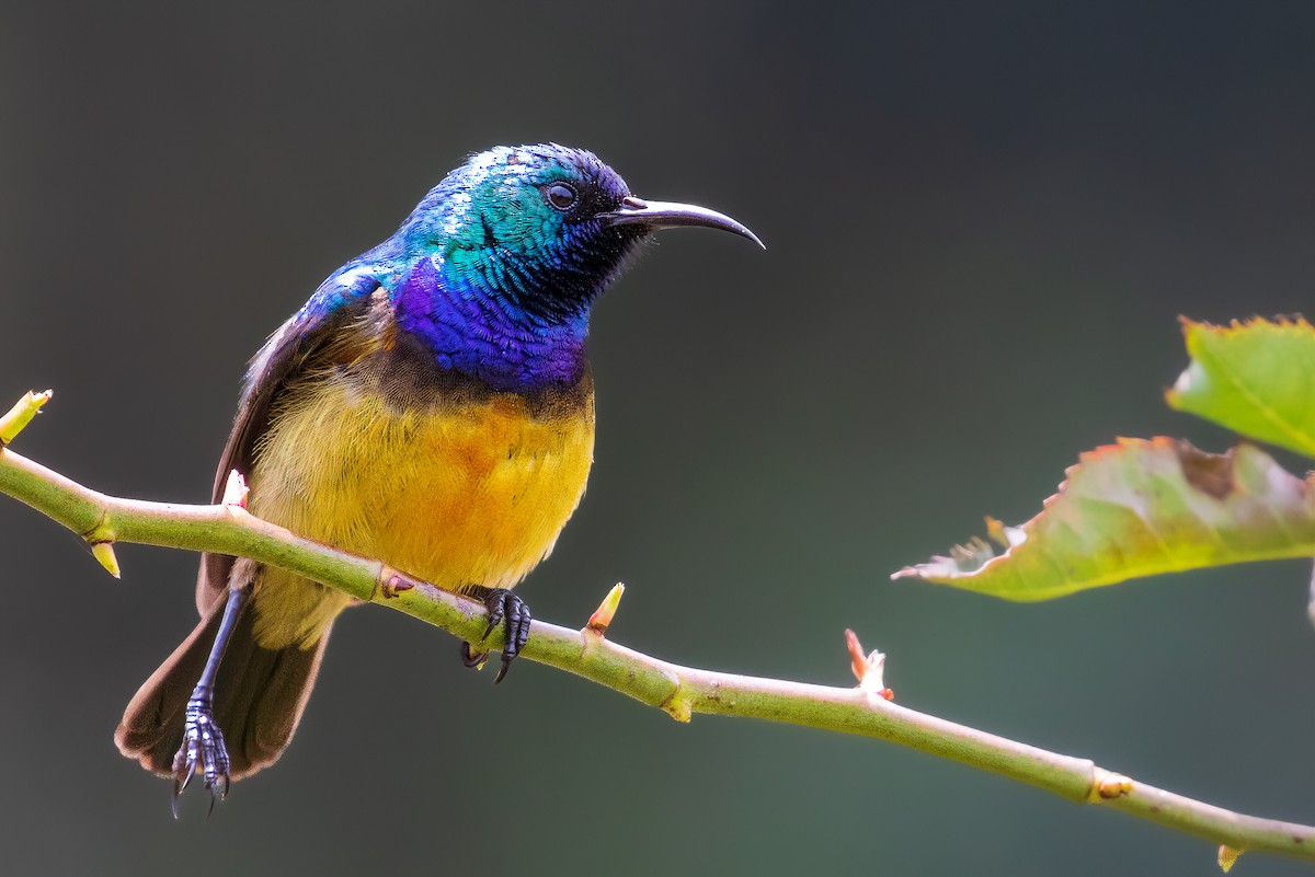 Variable Sunbird - ML425412171