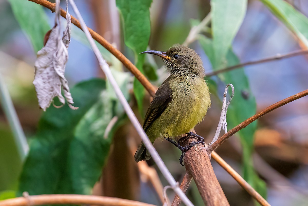 Variable Sunbird - ML425412181