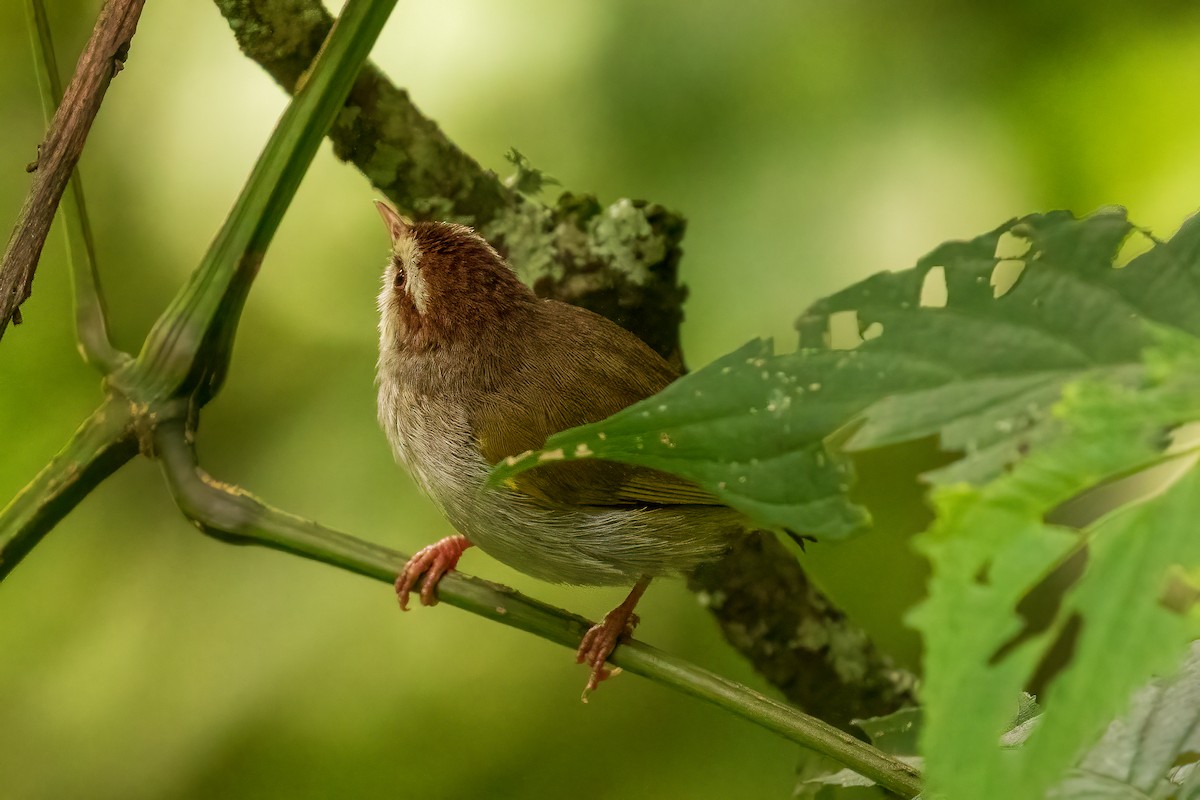 White-browed Crombec - ML425412671