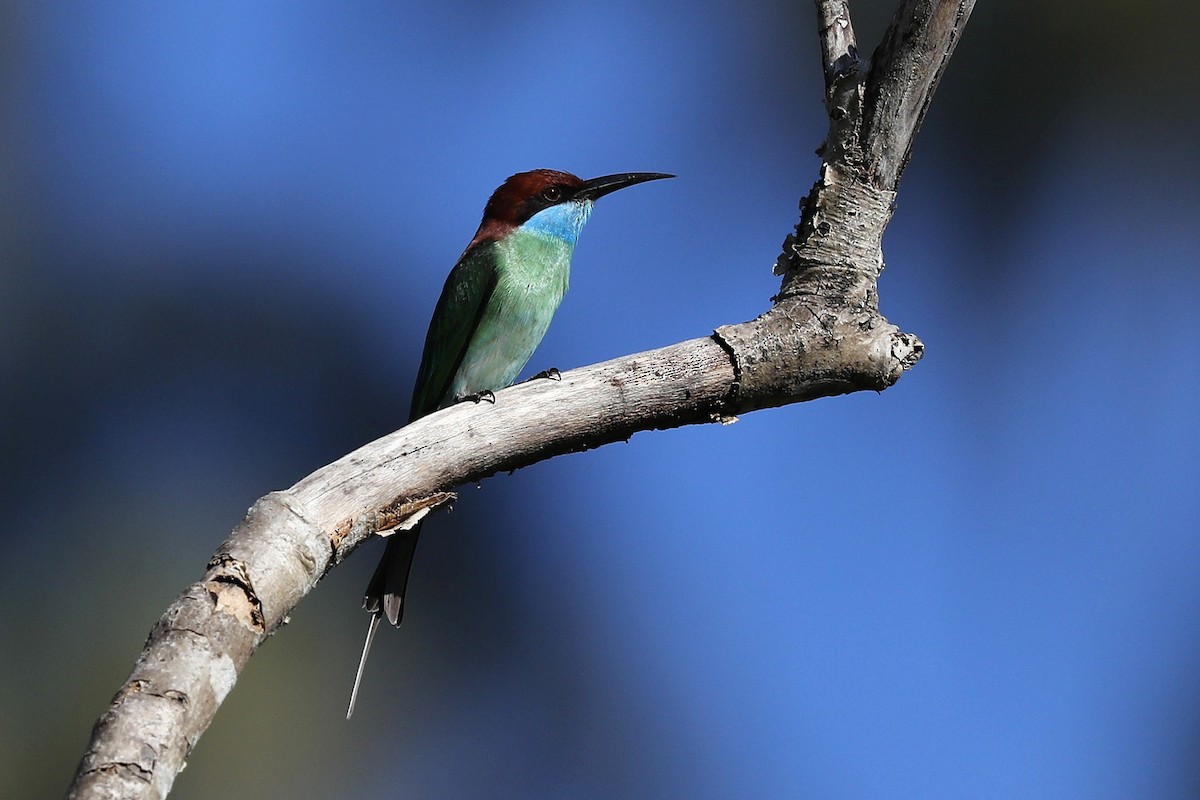 Blue-throated Bee-eater - 独行虾 Bird.soong