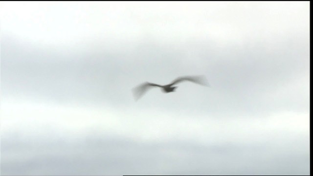 Parasitic Jaeger - ML425413