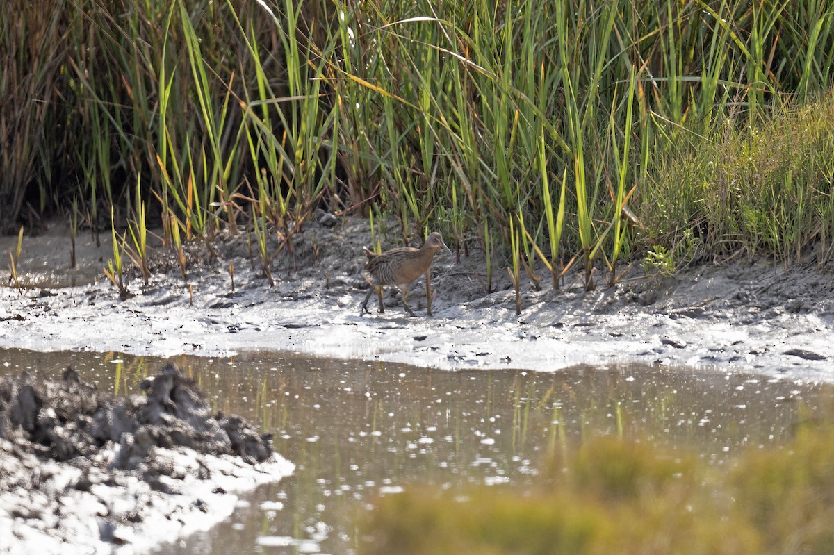 Clapper Rail (Gulf Coast) - ML425414041