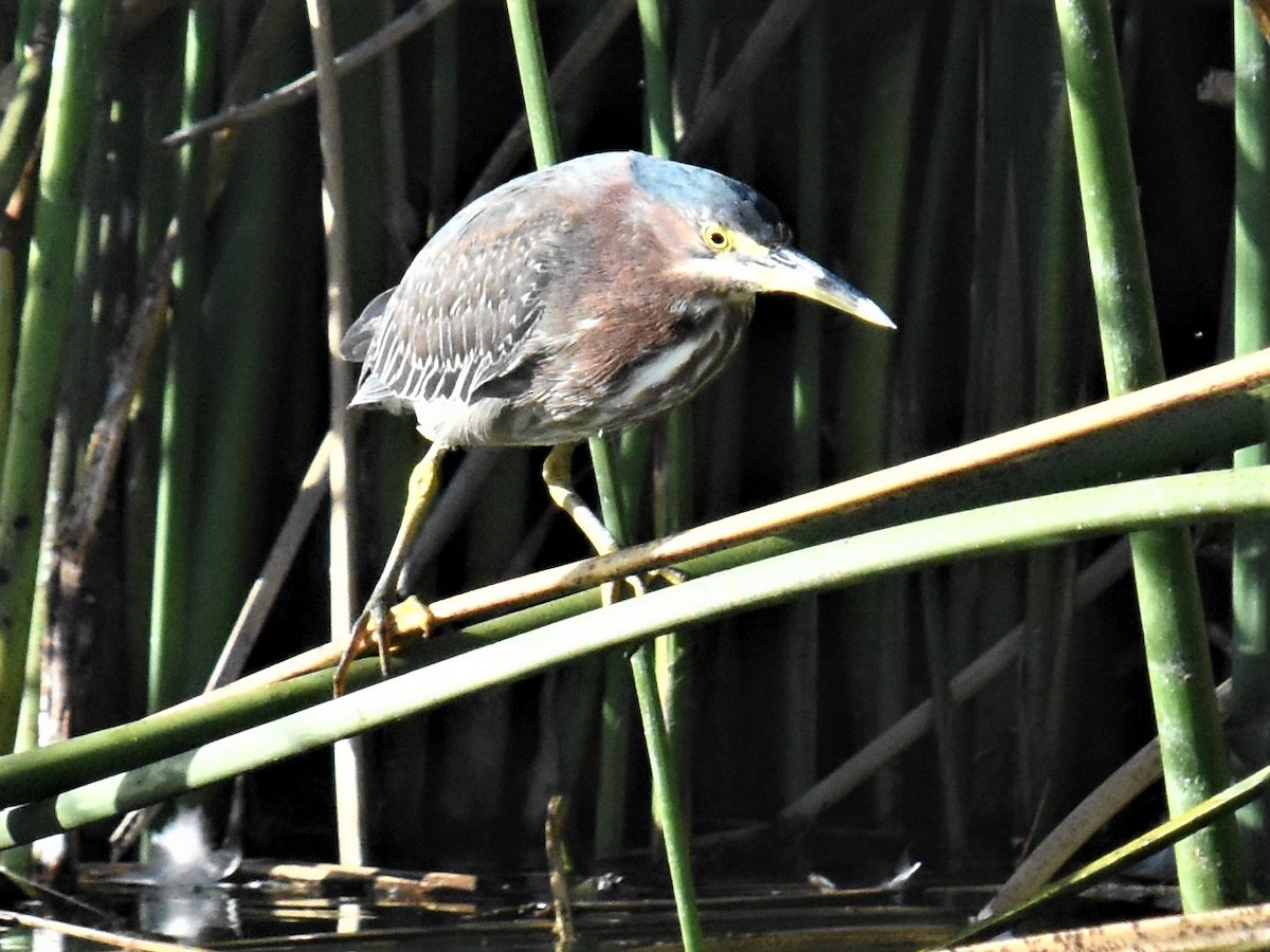 Green Heron - ML425415471