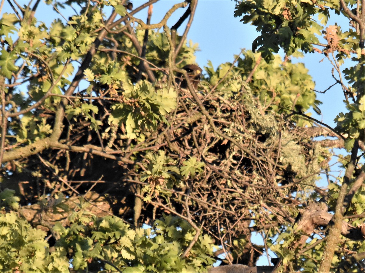Red-tailed Hawk - ML425416411