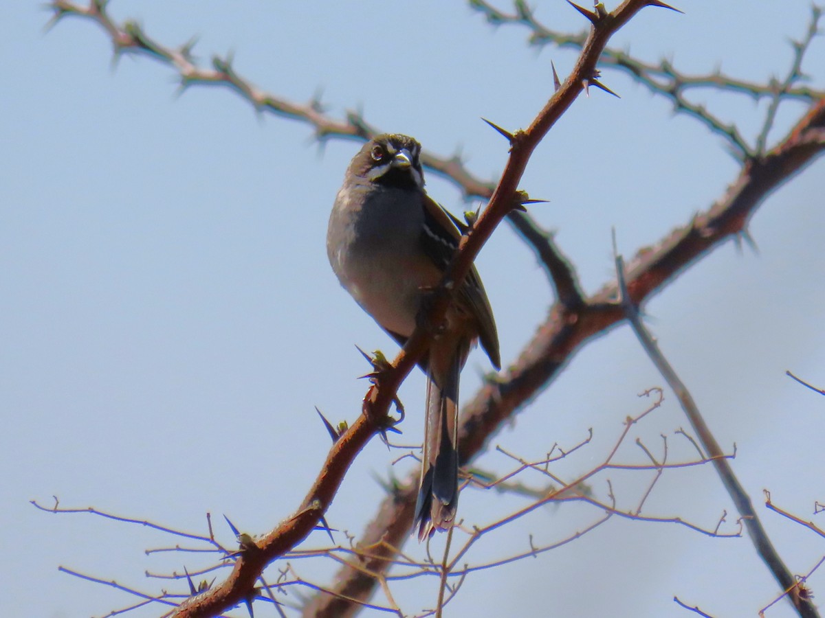 Bridled Sparrow - W Wonderley