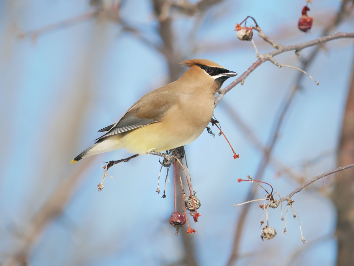 Cedar Waxwing - ML425417691