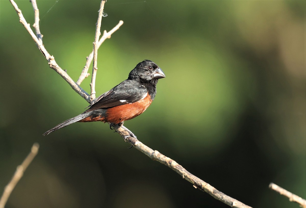 Chestnut-bellied Seed-Finch - Rocha Maria