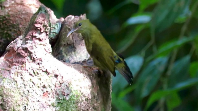 Purple-naped Spiderhunter - ML425417911