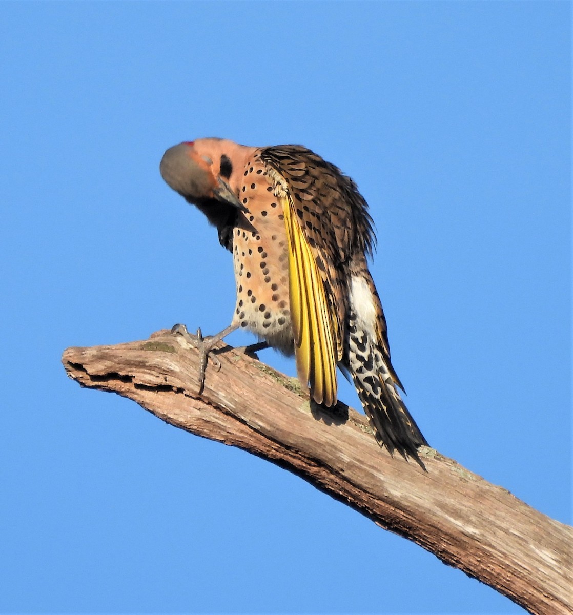 Northern Flicker - ML425417951