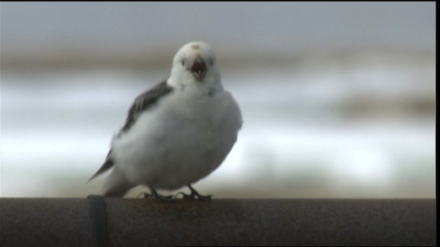 Snow Bunting - ML425418