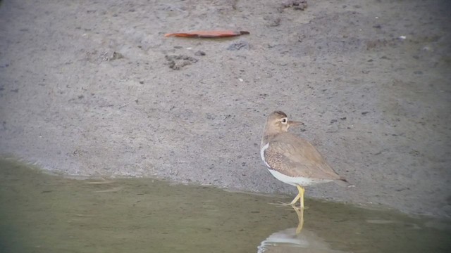 Spotted Sandpiper - ML425418661