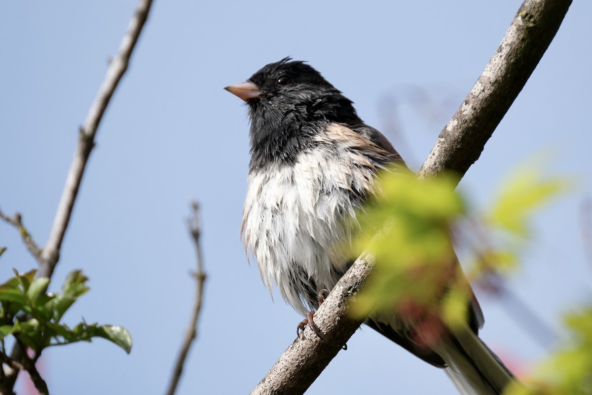 Dark-eyed Junco - ML425419511