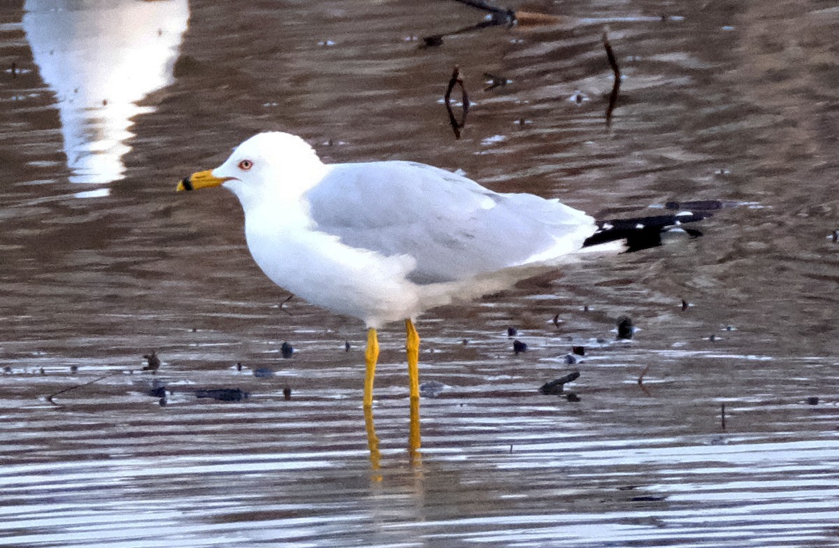 Ring-billed Gull - Steve Wagner