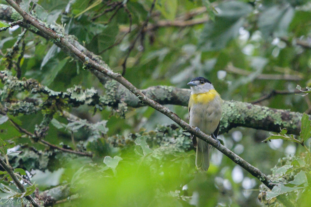 Green-backed Becard - Alejandro Sandoval