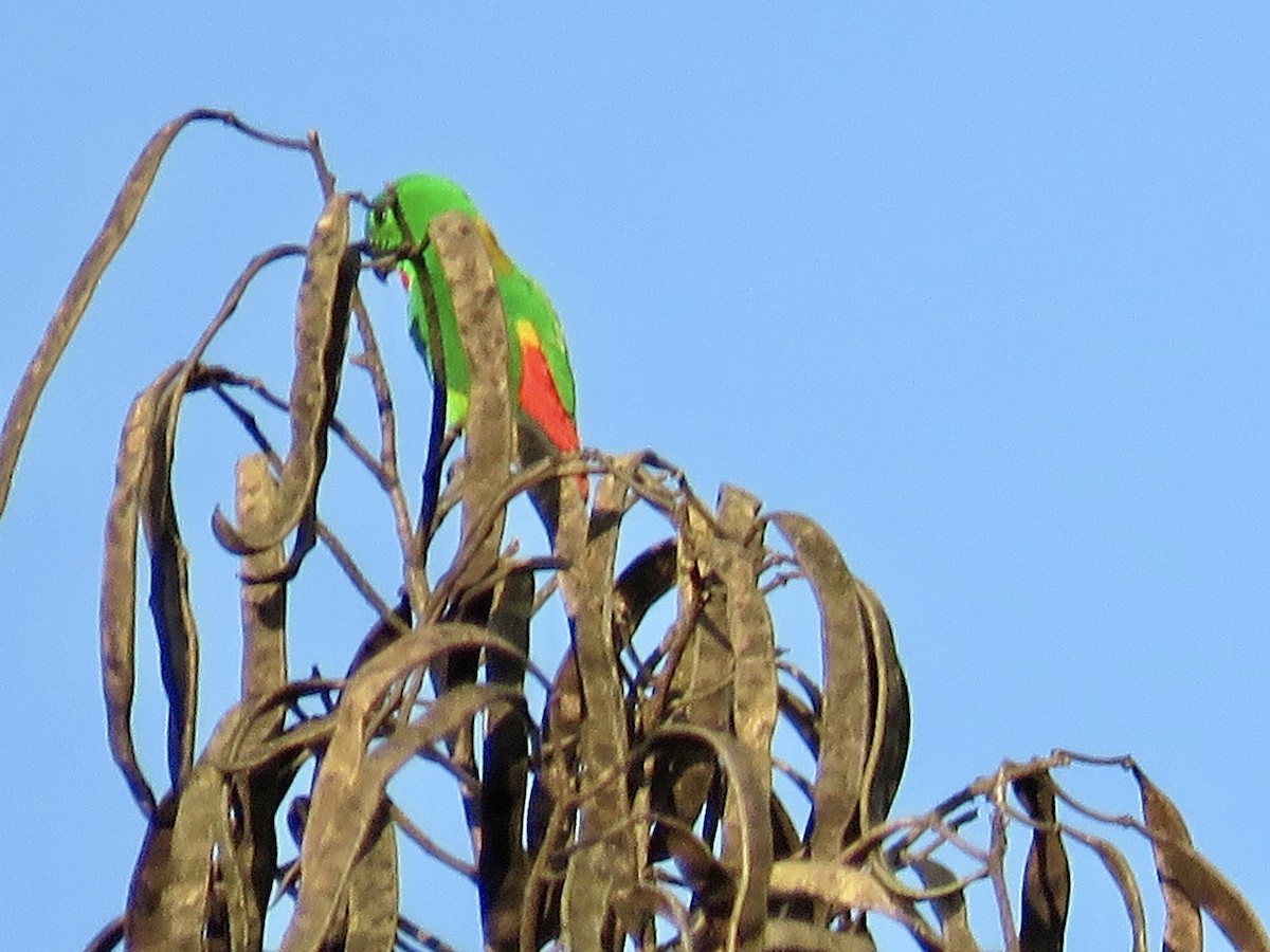 Blue-crowned Hanging-Parrot - ML425420201