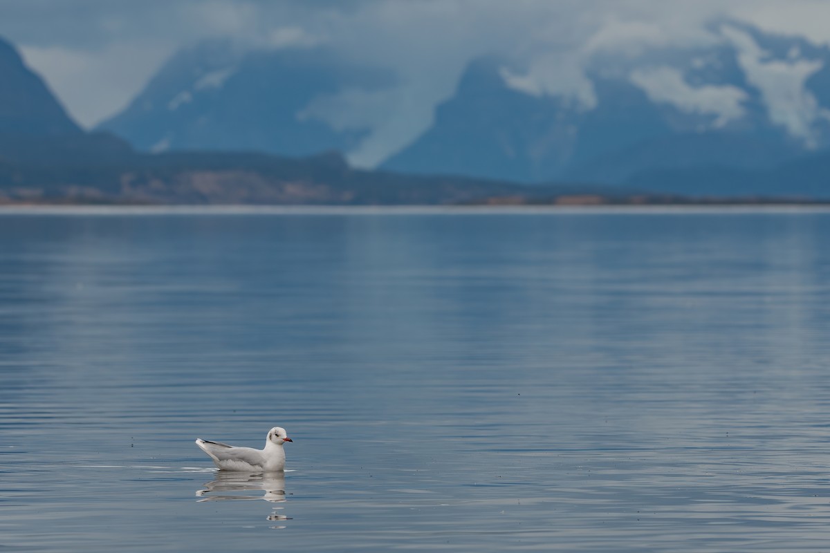 Brown-hooded Gull - ML425420461