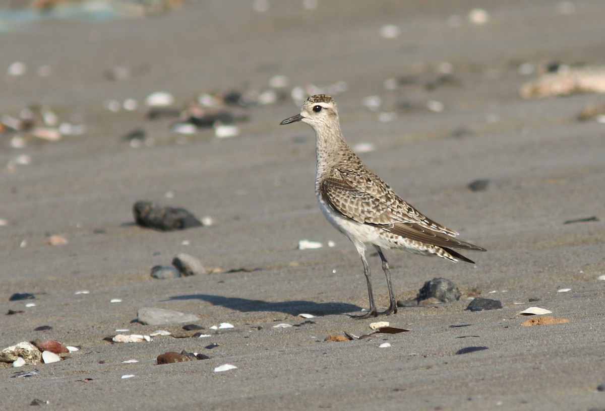 American Golden-Plover - Amy McAndrews