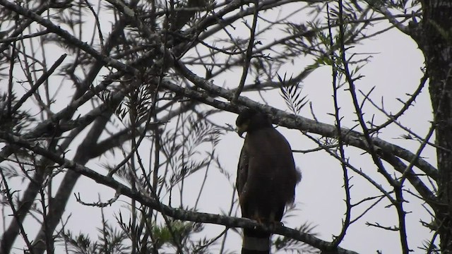 Crested Serpent-Eagle - ML425422181