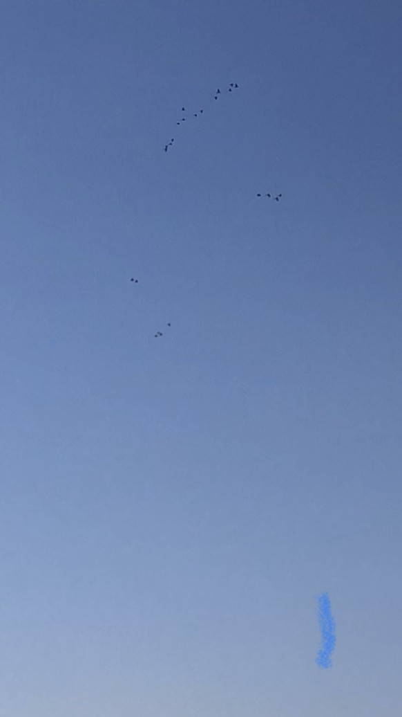 Burrowing Parakeet - ML425422281