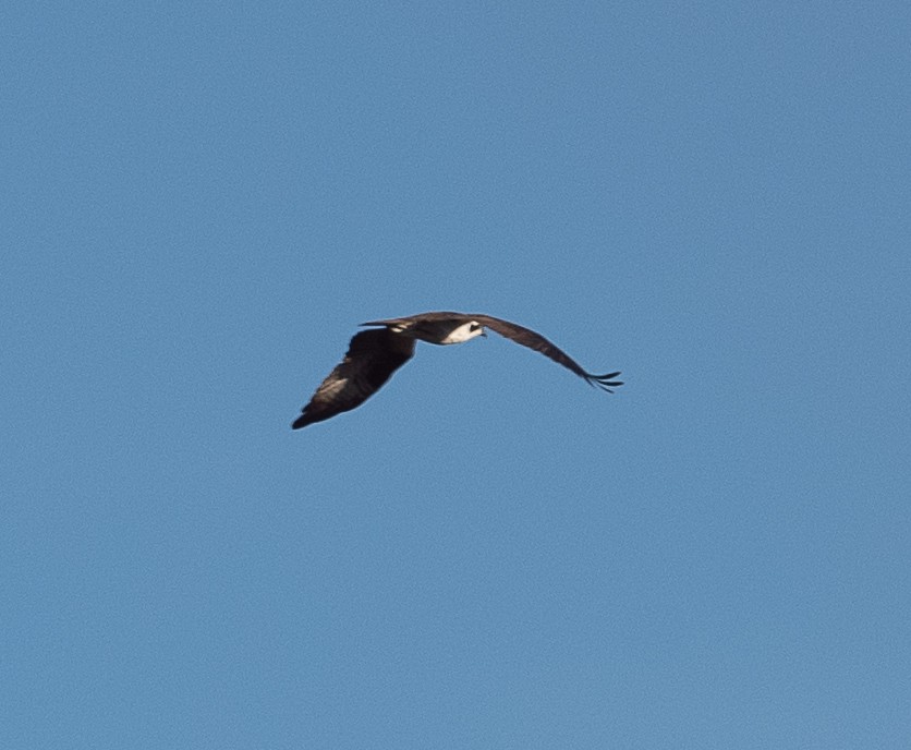 Balbuzard pêcheur - ML425423801