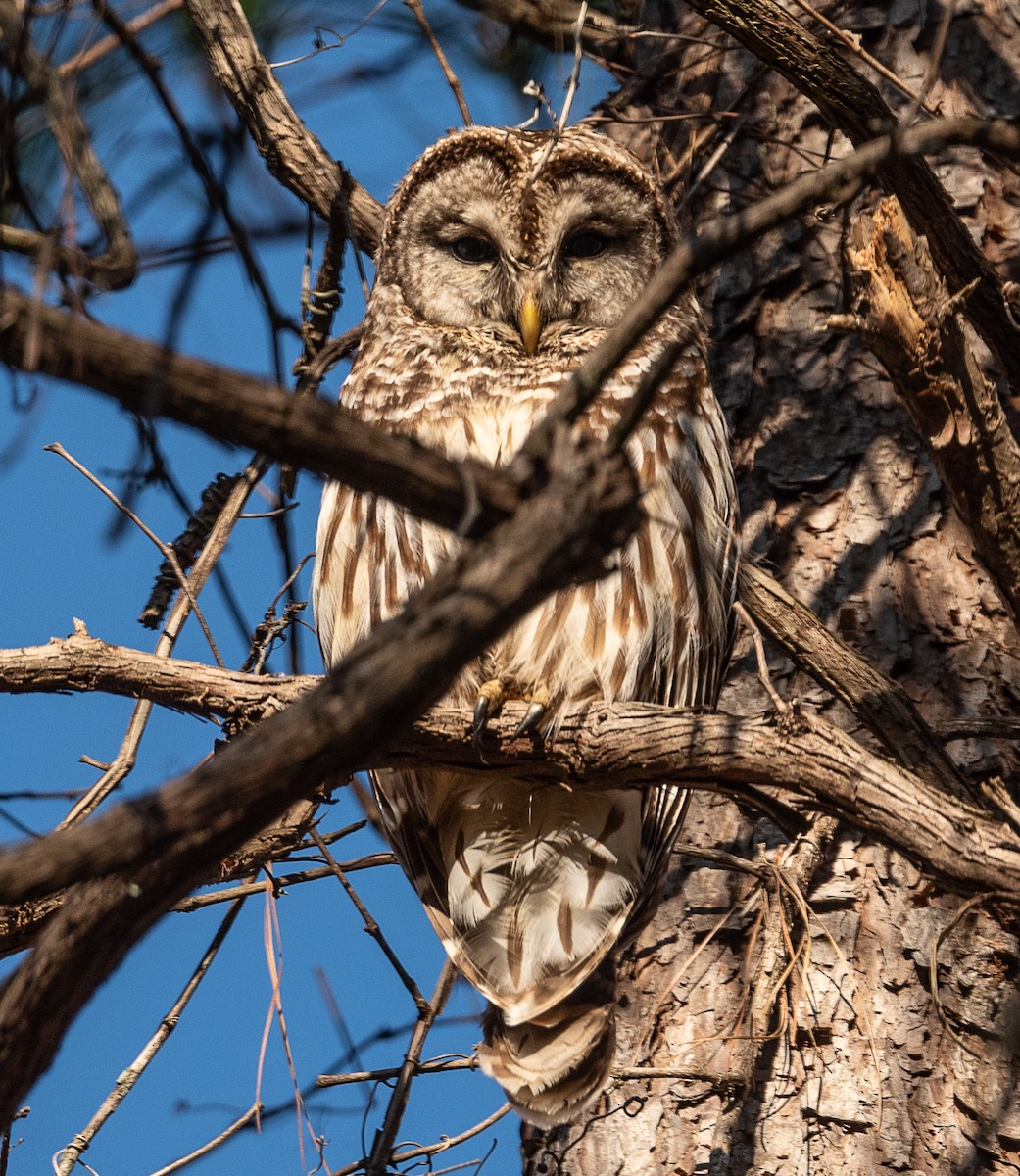 Barred Owl - ML425423951