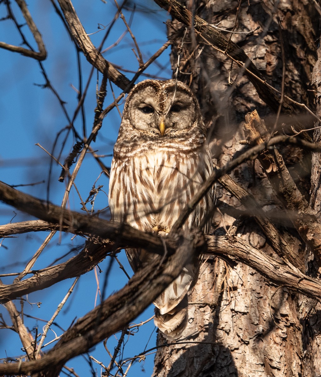 Barred Owl - ML425423971