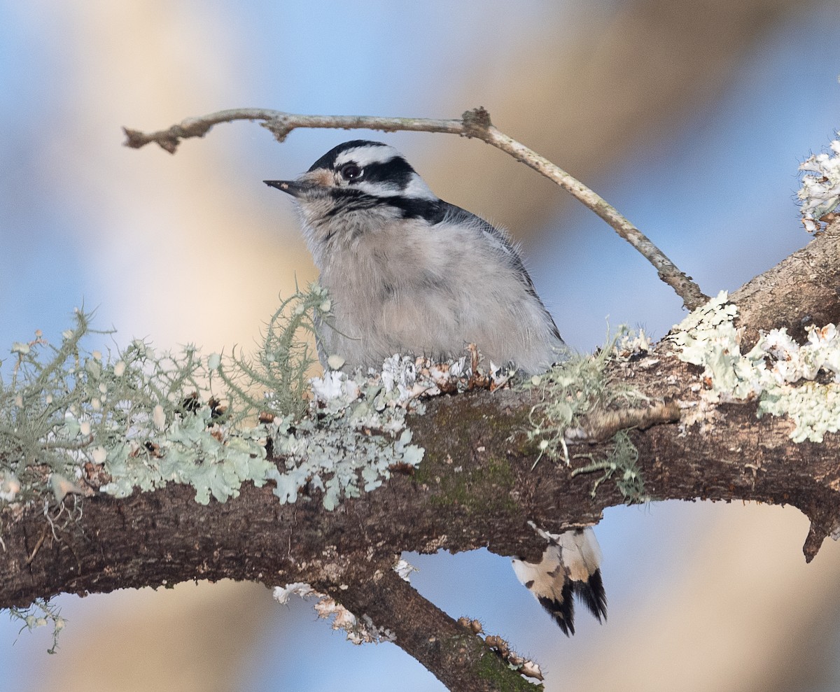 Downy Woodpecker - ML425423991
