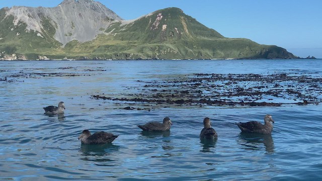 Northern Giant-Petrel - ML425424421