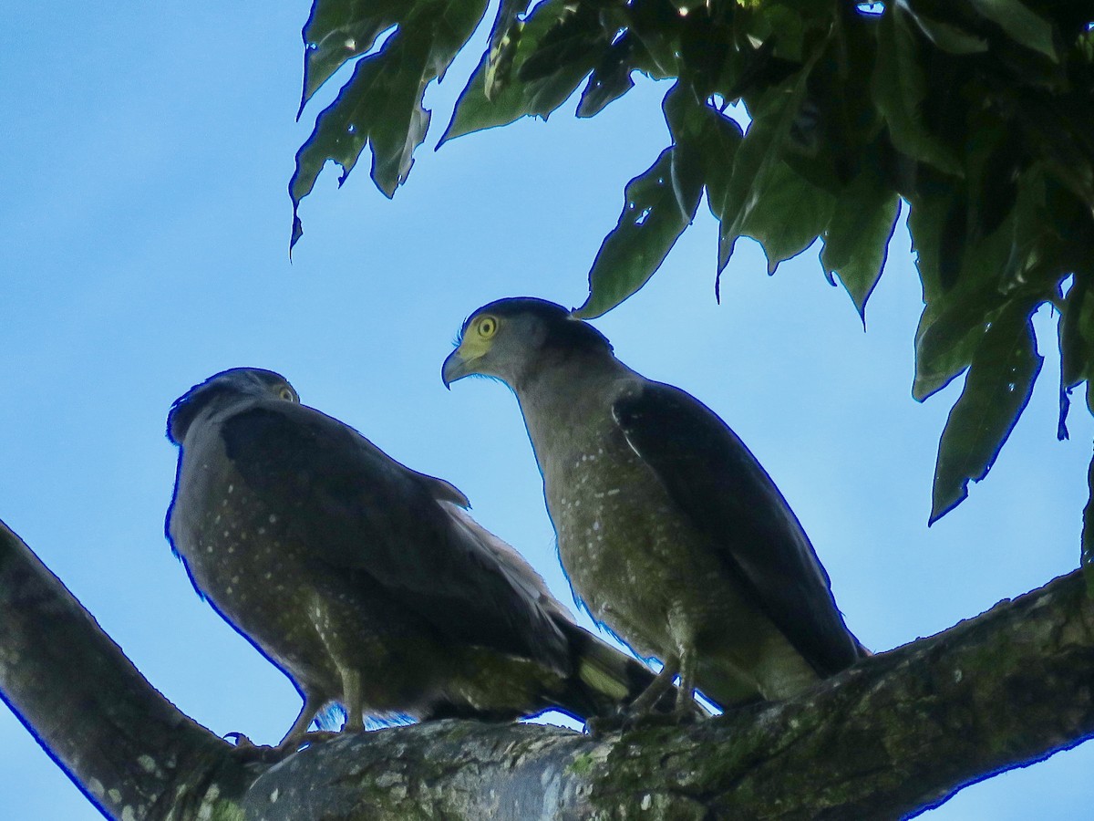 Crested Serpent-Eagle - GARY DOUGLAS