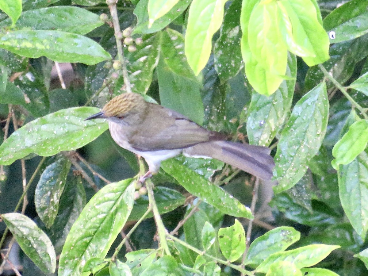 Streaked Bulbul - GARY DOUGLAS