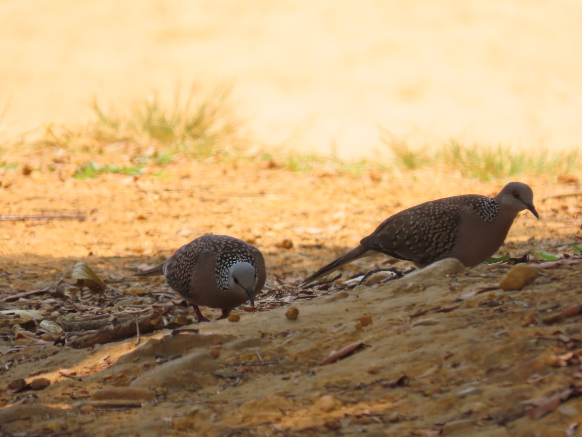 珠頸斑鳩 - ML425425391