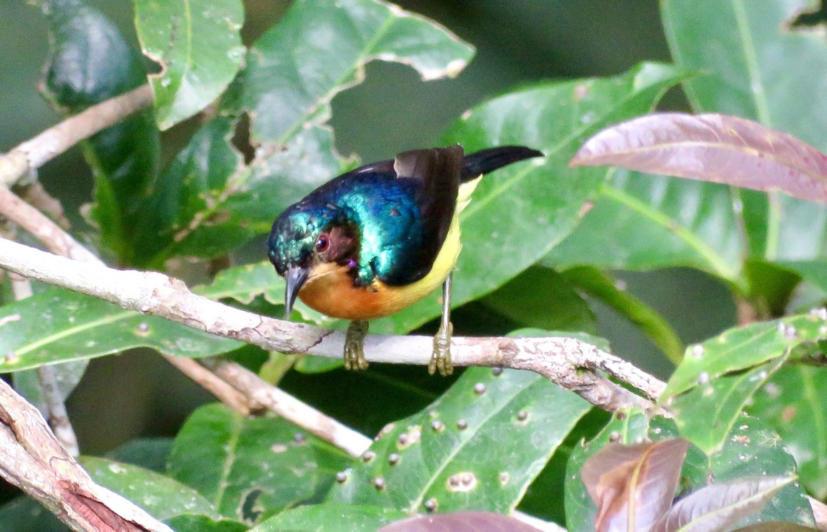 Ruby-cheeked Sunbird - ML425425461