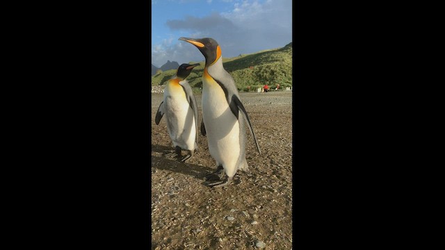 Королевский пингвин - ML425425601