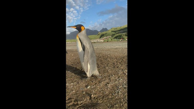 Королевский пингвин - ML425425661