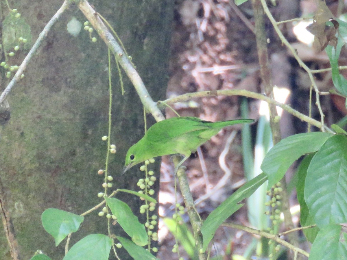 Lesser Green Leafbird - GARY DOUGLAS