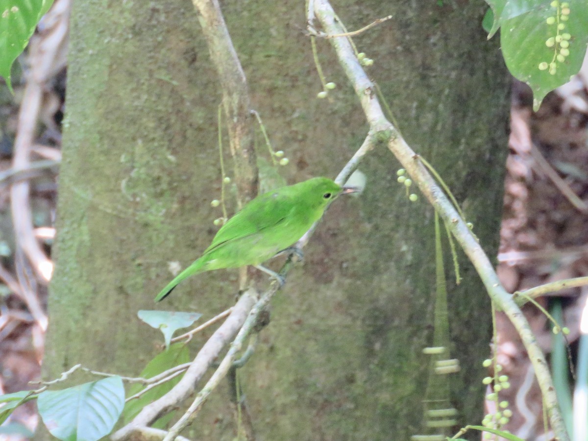 Lesser Green Leafbird - GARY DOUGLAS