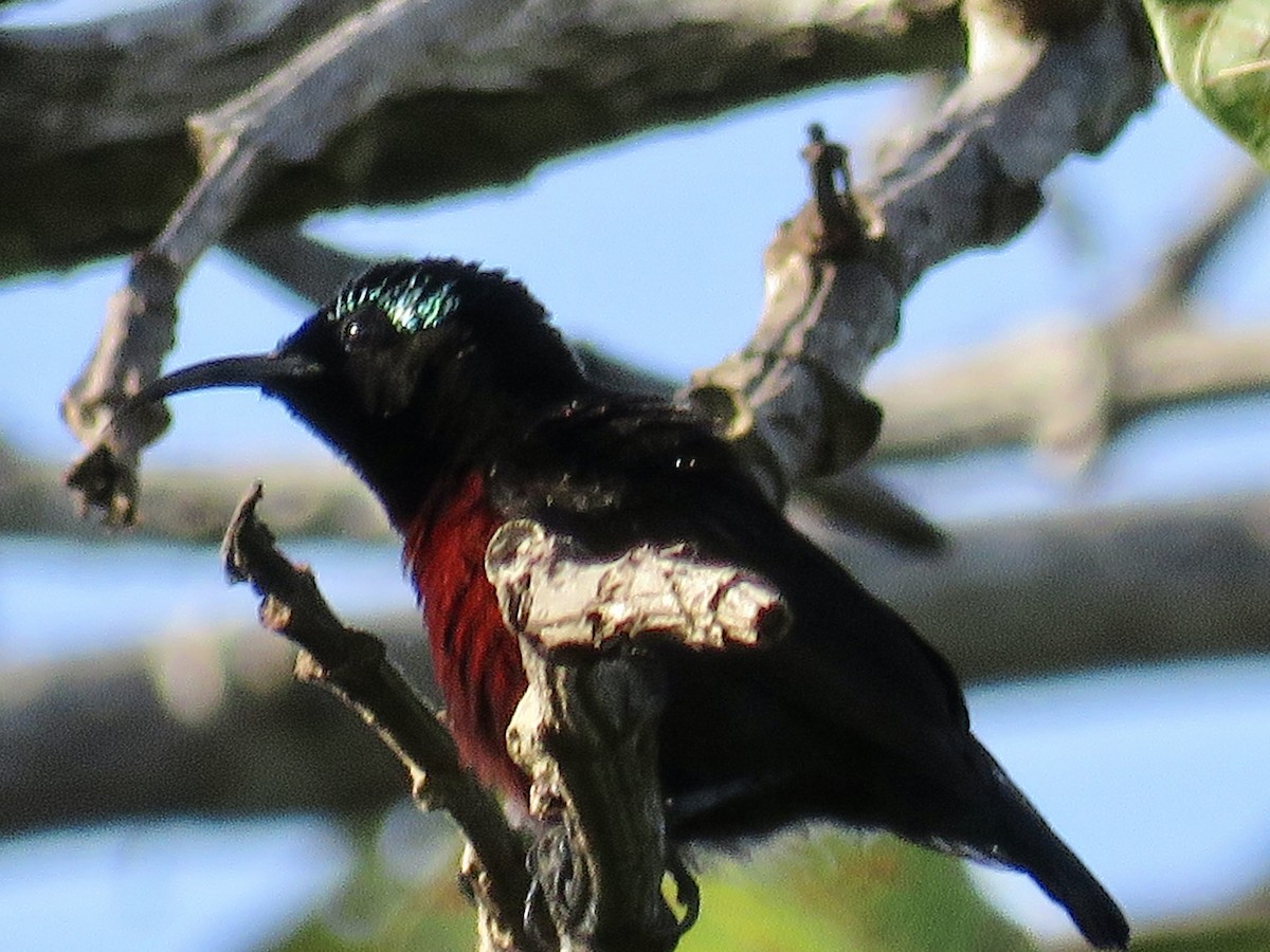 Blauglanz-Nektarvogel - ML425427141