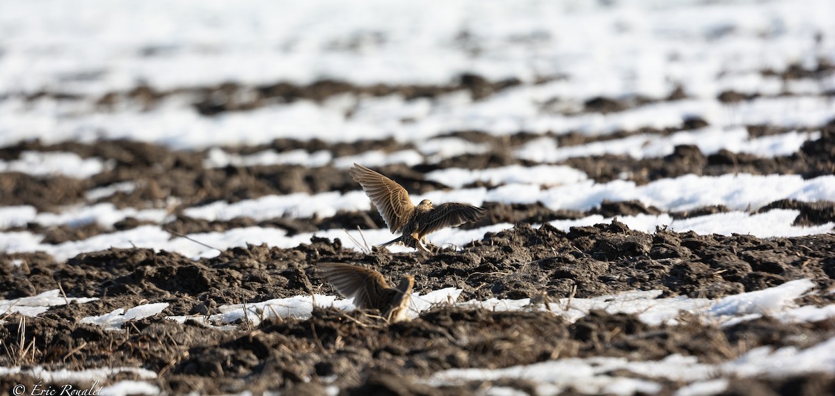 Eurasian Skylark (European) - ML425429111